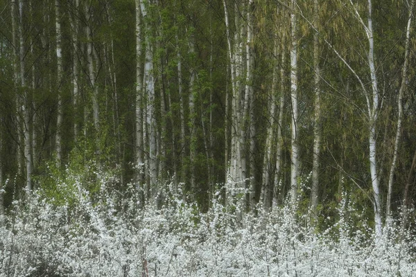 Frühling Blühender Birkenhain — Stockfoto