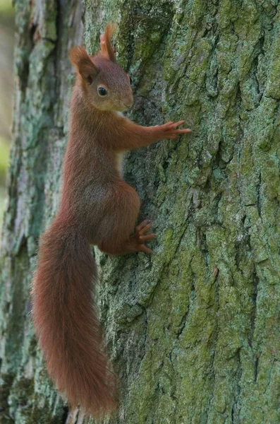 Ağacın yeşil kabuğuna sıkıştım.
