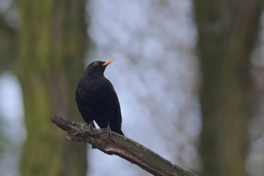 Kartal gibi görünen bir karatavuk