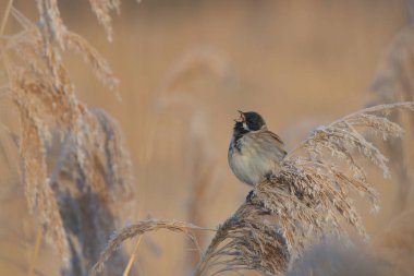 Bahar, sazlıklar arasındaki kiraz kuşunun şarkısını söylüyor