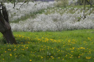 Çiçek açan ağaçların bahar manzarası