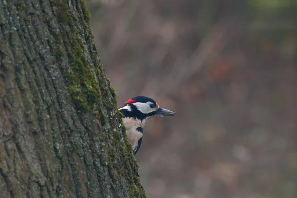 Specht Blickt Hinter Einen Baumstamm — Stockfoto