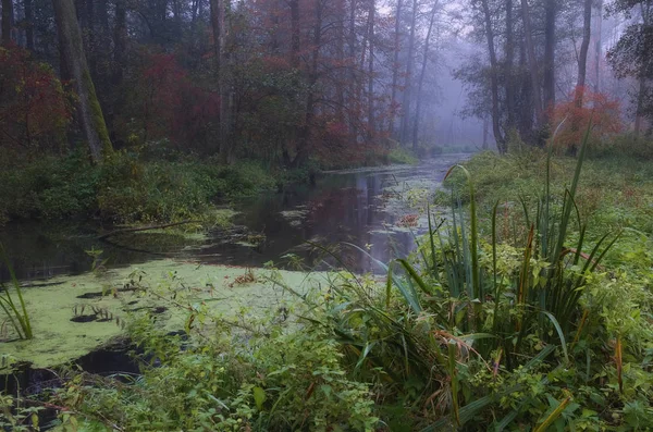 Une Rivière Forestière Dans Brouillard Matin — Photo