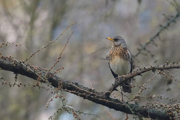 Feldjäger Bewachen Seinen Baum — Stockfoto