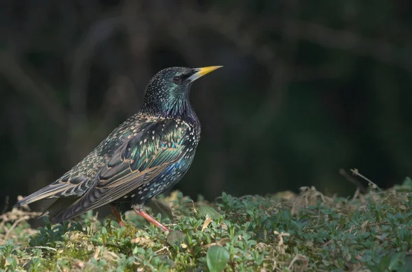 Scherpe Snavel Van Een Spreeuw — Stockfoto