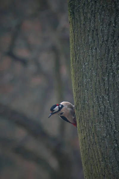 Ein Neugieriger Specht Auf Einem Baumstamm — Stockfoto