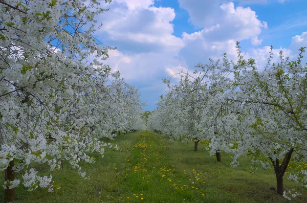 Vişne dünyasında. Bahar Bahçesi