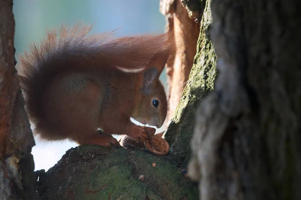 Ağaç gövdesinde sincaplarla fıstık kahvaltısı.