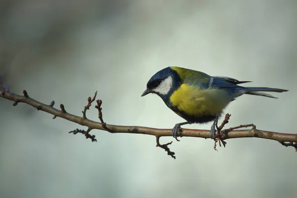 Bir Dalda Titmouse Akrobasisi — Stok fotoğraf