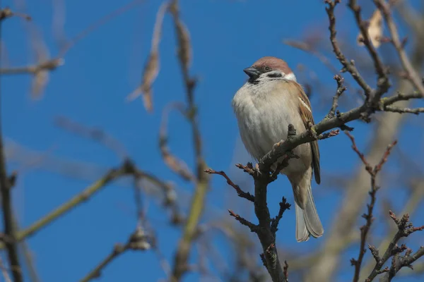 Gururlu mazurka dalda