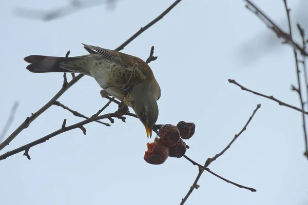 朝食時のアクロバットフィールドフェア — ストック写真