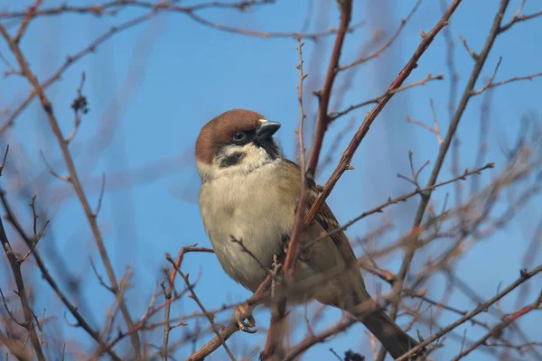 Mavinin arka planına karşı ilginç bir mazurka