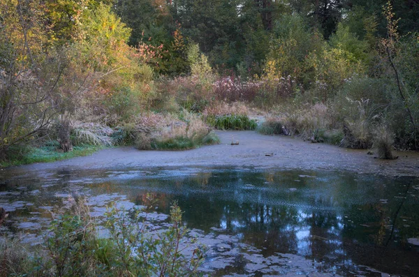 Sonbahar güneşinin parıltısında doğa renkleri