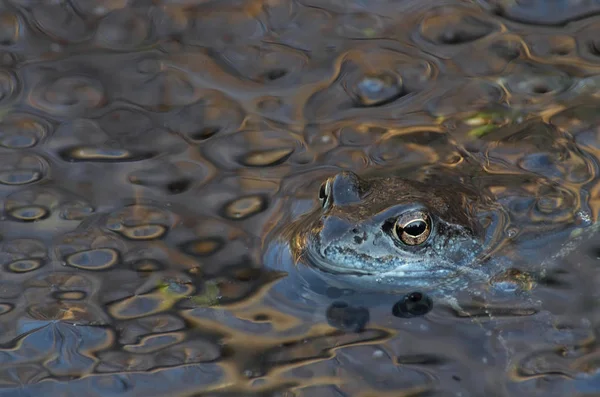 Frog Eyes Squawk — Stock Photo, Image