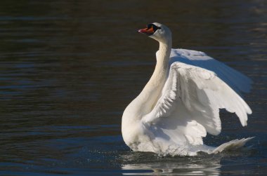 Ben gururlu bir kuğuyum.