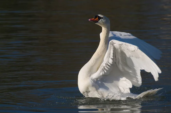 Ben gururlu bir kuğuyum.