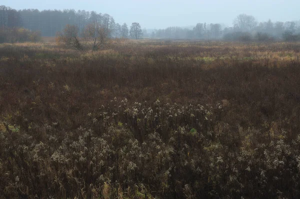 Une Prairie Brune Horizon — Photo