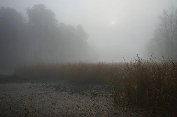 Очарование Туманного Утра — стоковое фото