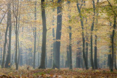 Hafif sisli sarı orman