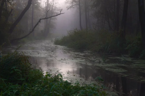 Forêt Obscurité Éclat Rivière — Photo