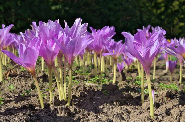  Sonbahar gülü, mor sonbahar kadehleri.