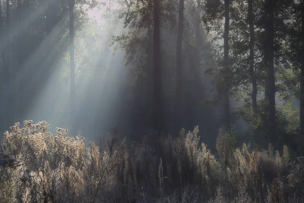 Oscurità Della Foresta Illuminata Dai Raggi Del Sole — Foto Stock