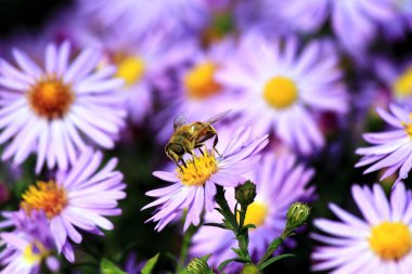 Arı polen mor bir çiçek üzerinde toplar..