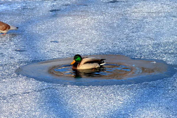 Egy kacsa úszik a tó között a fagyasztott jeget a téli. — Stock Fotó