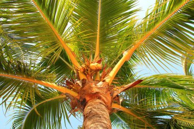 Hindistancevizi palmiye ağacı üzerinde büyümek.