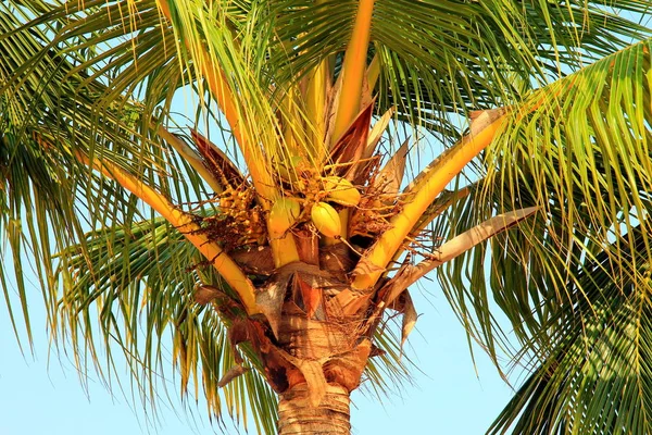 Kelapa tumbuh di pohon palem . — Stok Foto