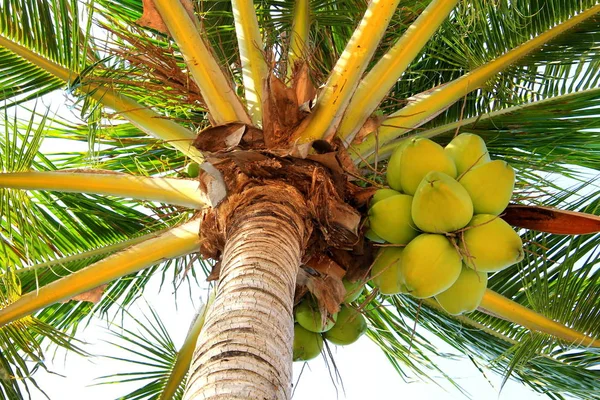 Kokosnüsse wachsen auf einer Palme. — Stockfoto
