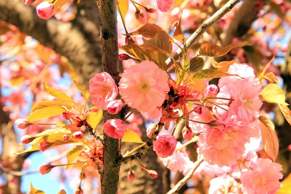 Sakura цвітіння квіти в саду. — стокове фото