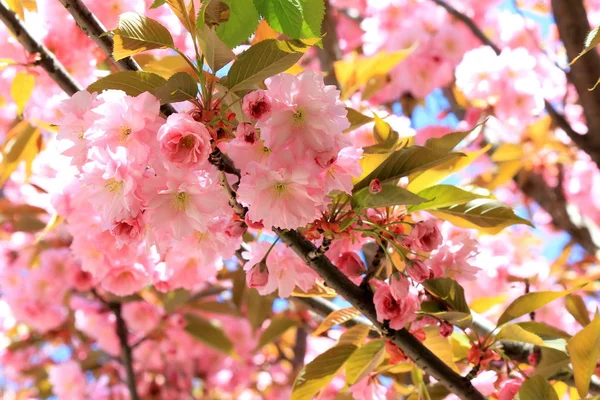 花的樱花，日本樱桃. — 图库照片