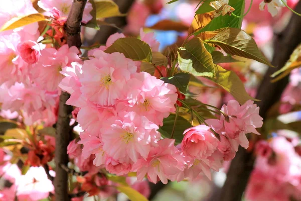 Flores de sakura (cereja japonesa) floresceu no jardim . — Fotografia de Stock