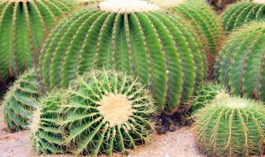Tayland egzotik dev yuvarlak kaktüs.
