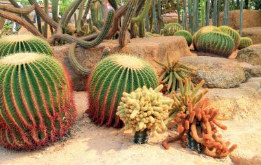 Exotic giant   cactus in  Thailand garden. clipart