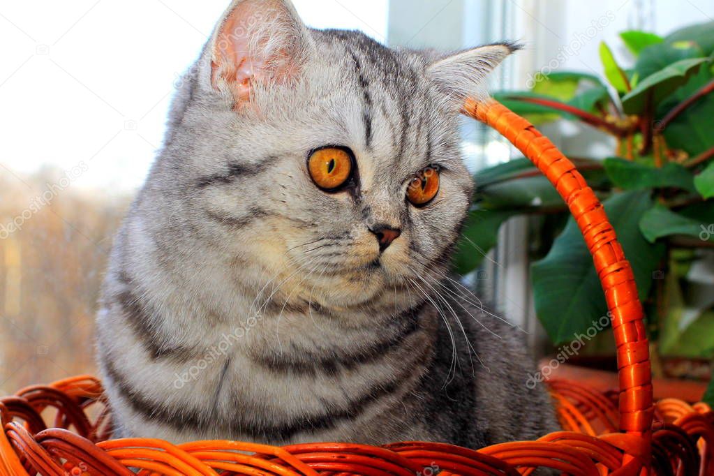A beautiful gray kitten with yellow eyes sits in a orange basket.