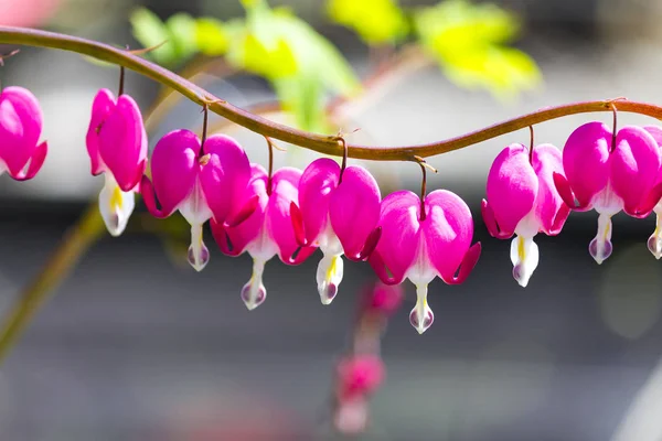 Picturesque pink flower of  Dicentra  (a broken heart, heart Jeannette , bleeding heart) blooms in garden in spring.