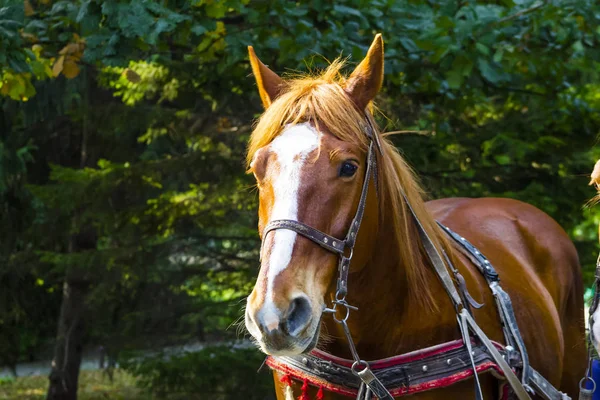 Ένα Άλογο Ένα Λουρί Στέκεται Ένα Δάσος Φυλλοβόλων Καλοκαίρι — Φωτογραφία Αρχείου