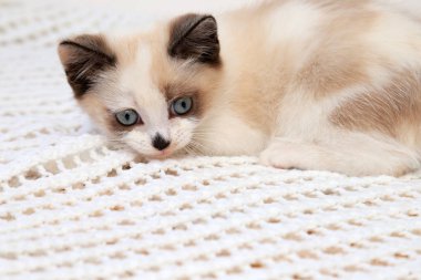Şirin beyaz ve kahverengi bir kedi yavrusu, İngiliz Shorthair, yumuşak dantel bir ekosenin üzerinde yatıyor. Mavi gözlü güzel kedi kameraya bakıyor..