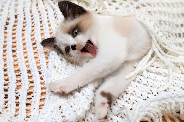 A cute white and brown  kitten, a British Shorthair, lies on a lace plaid. Little beautiful cat with blue eyes opened his mouth with a red tongue
