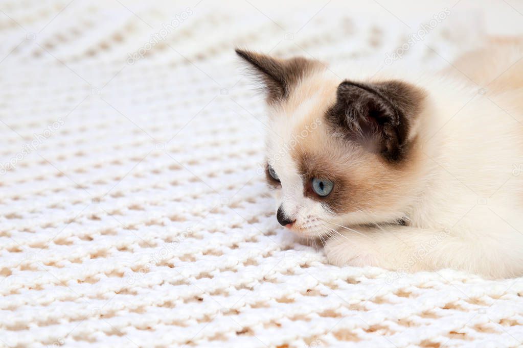 A cute white and brown  kitten, a British Shorthair, lies on a lace plaid. Little beautiful cat with bright blue eyes is looking at the camera.