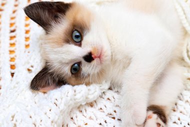 Şirin beyaz ve kahverengi bir kedi yavrusu, bir İngiliz Shorthair, yumuşak dantel bir ekosenin üzerinde baş aşağı yatıyor. Küçük sevimli, yeni doğmuş kedi kameraya bakıyor..