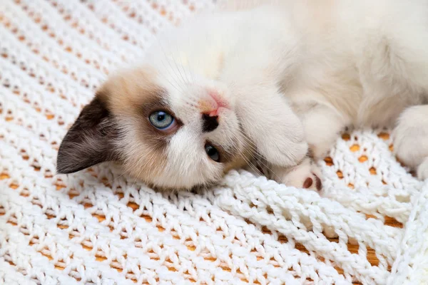 Cute White Brown Kitten British Shorthair Lies Upside Soft Lace — Stock Photo, Image