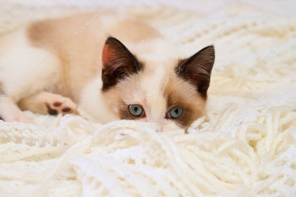 A cute small white brown kitten, British Shorthair, peeks out from behind a soft lace plaid. Little beautiful cat with blue eyes looks at the camera. Pet, lovely animal