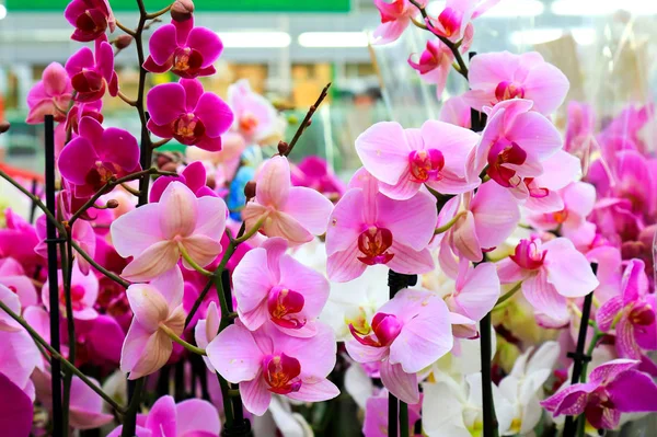 Phalaenopsis Orchid pink flowers  in the store. Many flowering plants, nature floral background. Beautiful flowers at greenhouse. Flower shop, market. Potted Orchid