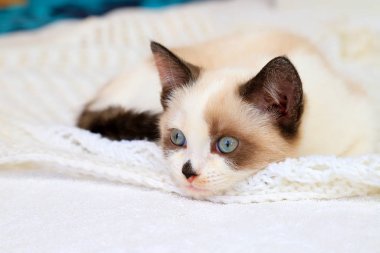 A cute little white-brown kitten, British Shorthair, lies on a soft lace plaid. Small beautiful cat with blue eyes. Pet, lovely animal, Text space 