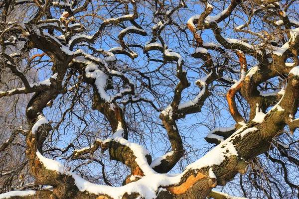 Winter Forest Landscape Tall Old Tree Large Branches Covered Snow — 스톡 사진