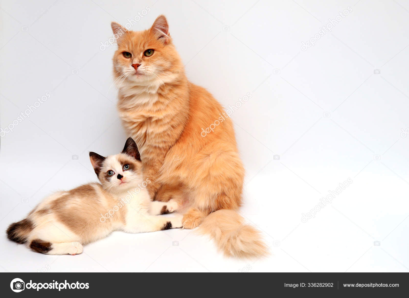 A White And Brown Kitten British Shorthair And Red Long Hair Cat