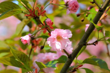 Sakura 'nın güzel pembe çiçekleri, Japon kiraz ağacı, baharda çiçek açtı. Sevgililer Günün kutlu olsun, Kadınlar, Anneler Günü, Doğum günün kutlu olsun. Resimli pembe arkaplan, Dnepropetrovsk şehri